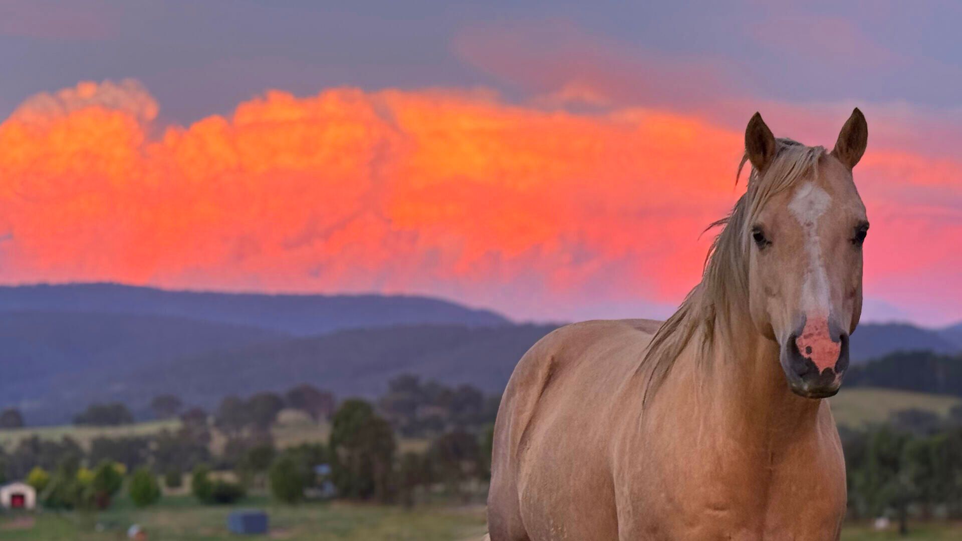 A horse in a paddock at dusk with the Victorian High Country ranges behind